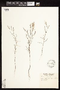Polygonella articulata image