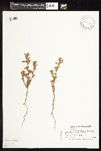 Polygonum achoreum image