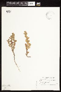 Polygonum achoreum image