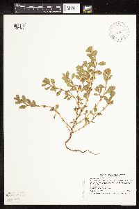 Polygonum achoreum image