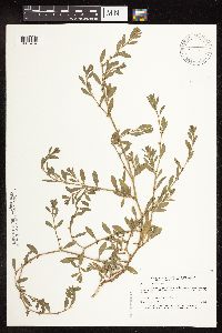 Polygonum achoreum image