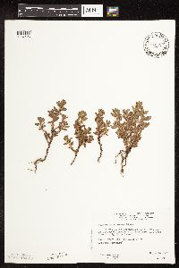 Polygonum achoreum image
