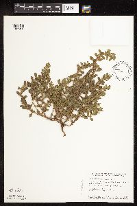 Polygonum achoreum image