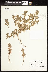 Polygonum achoreum image