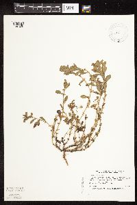 Polygonum achoreum image