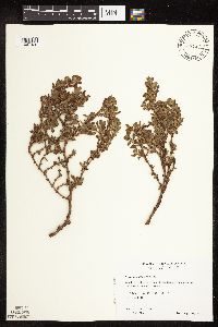 Polygonum achoreum image
