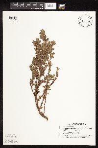 Polygonum achoreum image