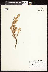 Polygonum achoreum image