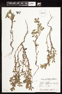 Polygonum achoreum image