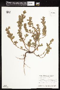 Polygonum achoreum image