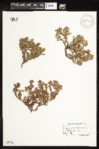 Polygonum achoreum image