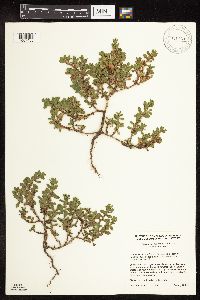 Polygonum achoreum image