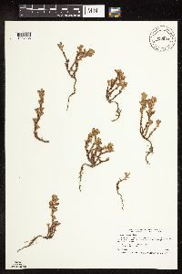 Polygonum achoreum image