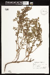 Polygonum achoreum image