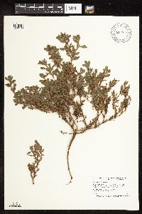 Polygonum achoreum image
