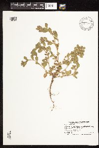 Polygonum achoreum image