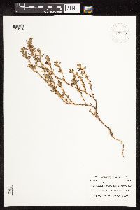 Polygonum achoreum image