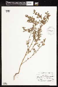 Polygonum achoreum image