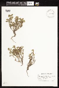 Polygonum achoreum image