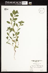 Polygonum achoreum image