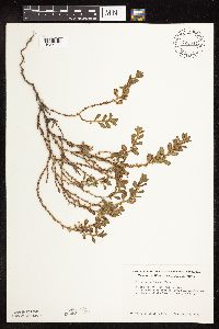 Polygonum achoreum image