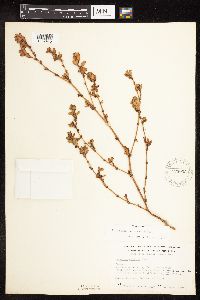 Polygonum achoreum image
