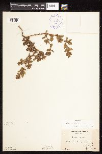 Polygonum achoreum image