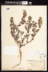 Polygonum achoreum image