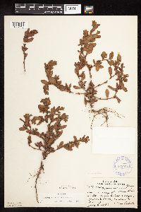 Polygonum achoreum image