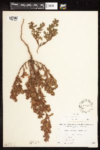 Polygonum achoreum image