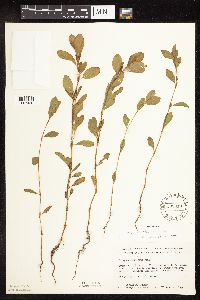 Polygonum achoreum image