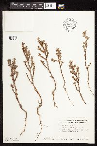 Polygonum achoreum image
