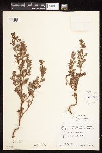 Polygonum achoreum image