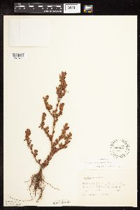 Polygonum achoreum image