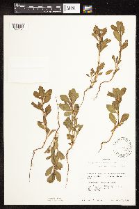 Polygonum achoreum image