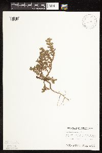 Polygonum achoreum image