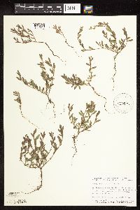 Polygonum achoreum image