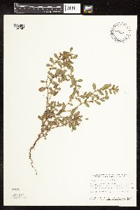 Polygonum achoreum image