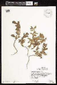 Polygonum achoreum image