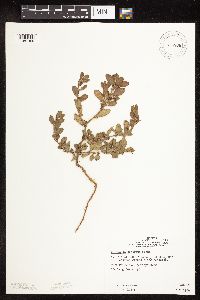 Polygonum achoreum image
