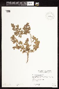 Polygonum achoreum image