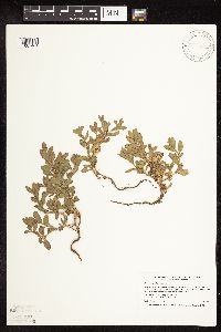 Polygonum achoreum image