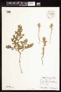 Polygonum achoreum image