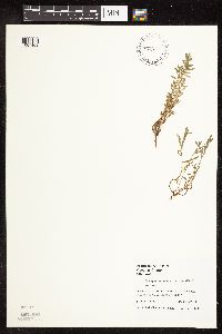 Polygonum achoreum image