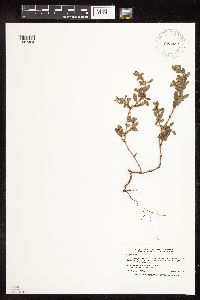 Polygonum achoreum image