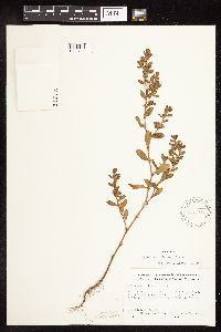 Polygonum achoreum image
