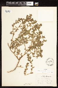 Polygonum achoreum image
