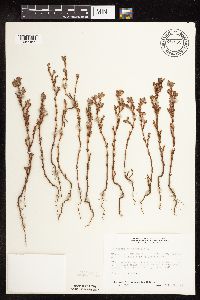Polygonum achoreum image