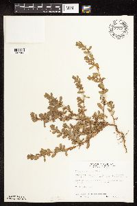 Polygonum achoreum image