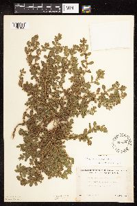 Polygonum achoreum image